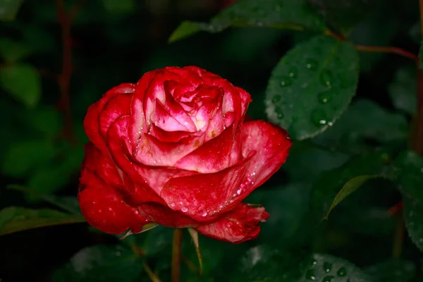 Pachnąca Róża Pełnym Rozkwicie Washington Park Rose Garden Portland Oregon — Zdjęcie stockowe