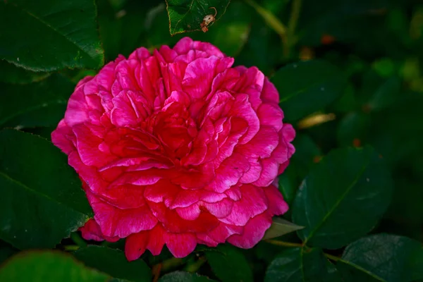 Fragrant Rose Full Blossom Washington Park Rose Garden Portland Oregon — Stock Photo, Image