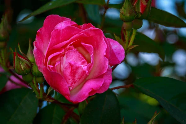 Троянда Повному Цвіті Washington Park Rose Garden Portland Oregon — стокове фото