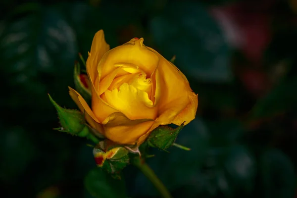 Rosa Fragante Plena Floración Washington Park Rose Garden Portland Oregon — Foto de Stock