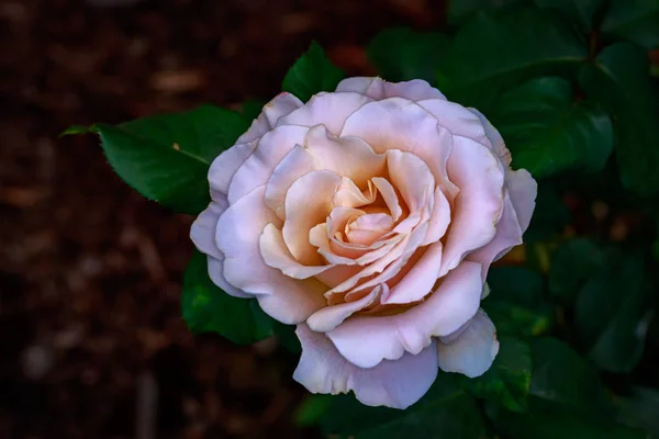 นหอมโรสในดอกไม ปแบบ วอช ปาร โรส การ พอร ทแลนด โอเรกอน — ภาพถ่ายสต็อก