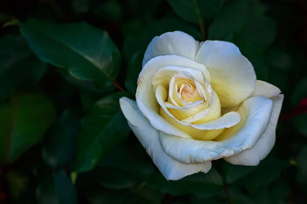 Rosa Fragante Plena Floración Washington Park Rose Garden Portland Oregon — Foto de Stock