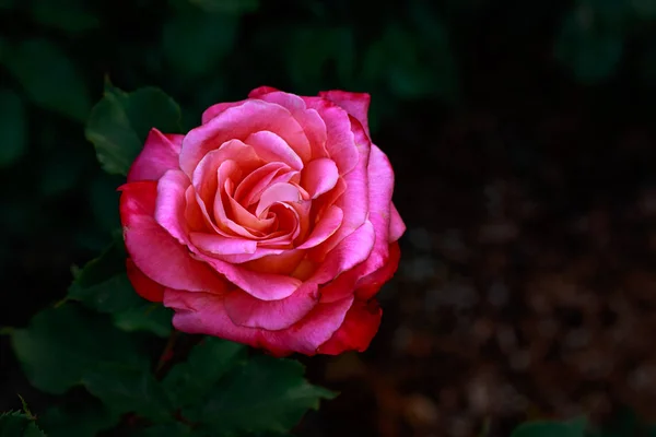 Rosa Fragante Plena Floración Washington Park Rose Garden Portland Oregon — Foto de Stock