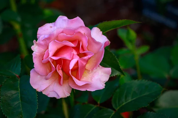 Rosa Fragante Plena Floración Washington Park Rose Garden Portland Oregon — Foto de Stock