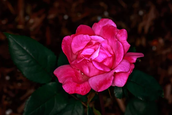 Geurende Roos Volle Bloei Washington Park Rose Garden Portland Oregon — Stockfoto