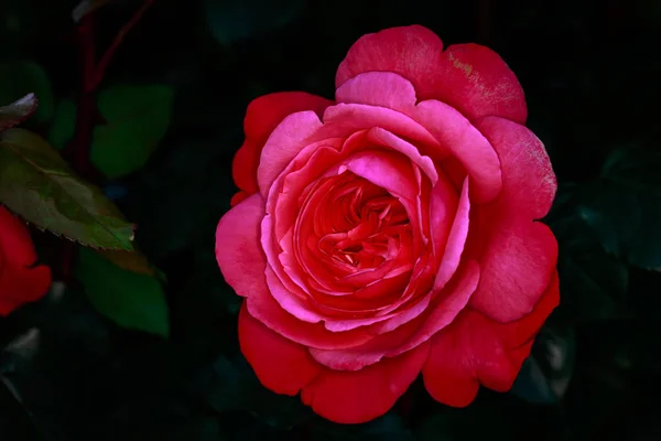 Rosa Profumata Fiore Pieno Washington Park Rose Garden Portland Oregon — Foto Stock