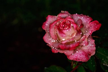 Tam çiçeği kokulu gül