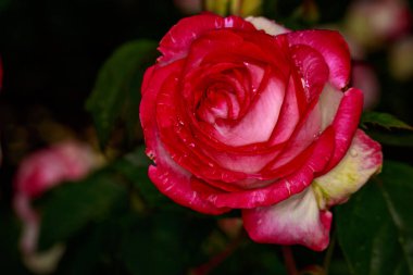 Tam çiçeği kokulu gül