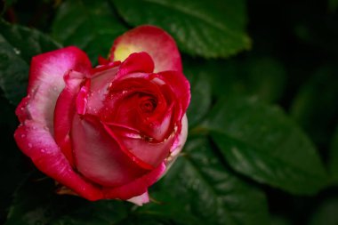 Tam çiçeği kokulu gül