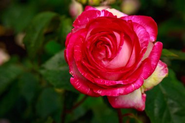 Tam çiçeği kokulu gül