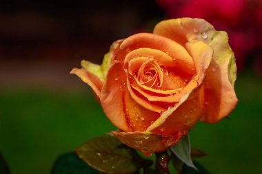 Tam çiçeği kokulu gül