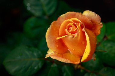 Tam çiçeği kokulu gül