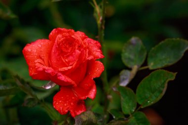 Tam çiçeği kokulu gül