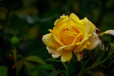 Tam çiçeği kokulu gül