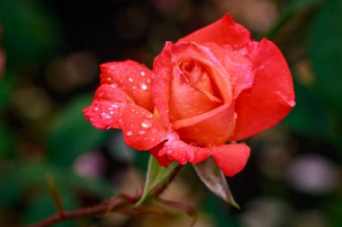 Tam çiçeği kokulu gül