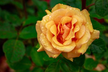 Tam çiçeği kokulu gül