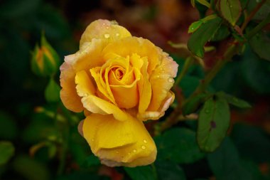 Tam çiçeği kokulu gül