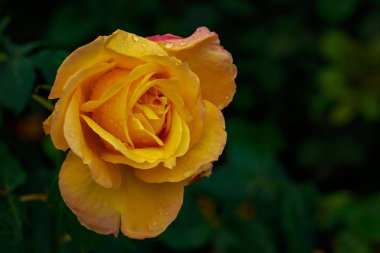 Tam çiçeği kokulu gül