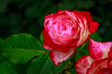 Tam çiçeği kokulu gül