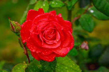 Tam çiçeği kokulu gül