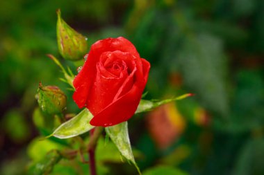 Tam çiçeği kokulu gül