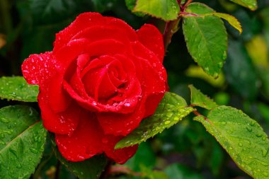 Tam çiçeği kokulu gül