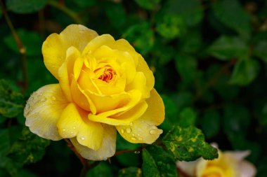 Tam çiçeği kokulu gül