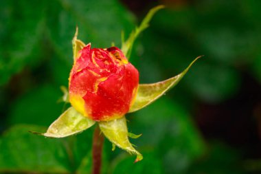 Tam çiçeği kokulu gül
