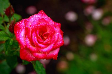 Tam çiçeği kokulu gül