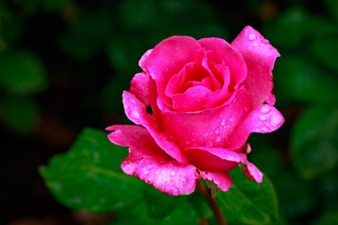 Tam çiçeği kokulu gül