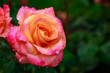 Tam çiçeği kokulu gül