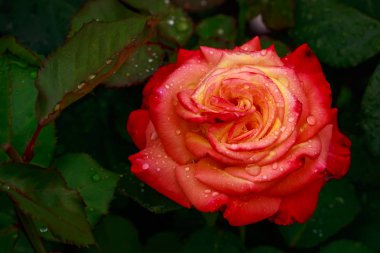 Tam çiçeği kokulu gül