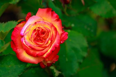 Tam çiçeği kokulu gül