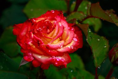 Tam çiçeği kokulu gül