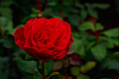 Tam çiçeği kokulu gül