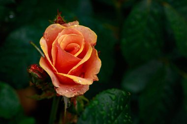 Tam çiçeği kokulu gül