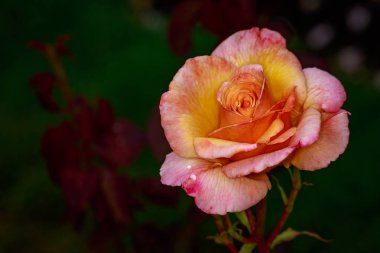 Tam çiçeği kokulu gül