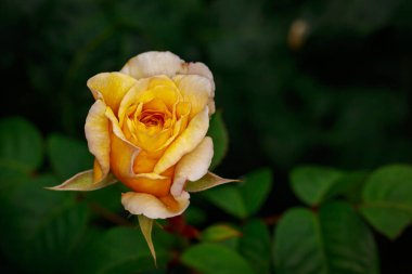 Tam çiçeği kokulu gül