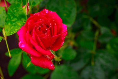 Tam çiçeği kokulu gül