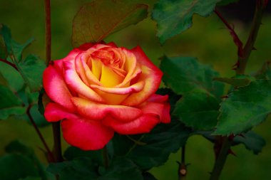 Tam çiçeği kokulu gül