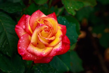 Tam çiçeği kokulu gül