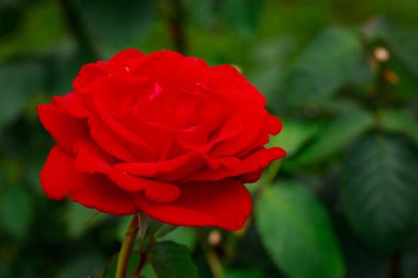 Tam çiçeği kokulu gül