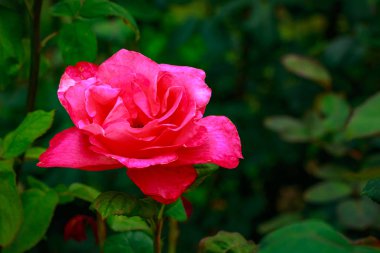 Tam çiçeği kokulu gül