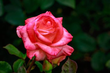 Tam çiçeği kokulu gül