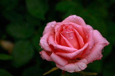 Tam çiçeği kokulu gül