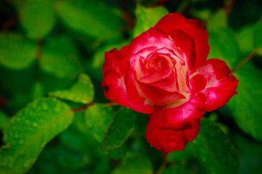 Tam çiçeği kokulu gül