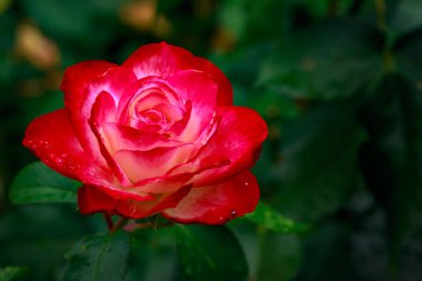 Tam çiçeği kokulu gül