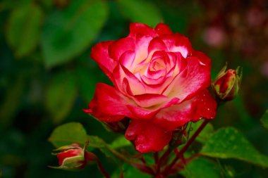 Tam çiçeği kokulu gül