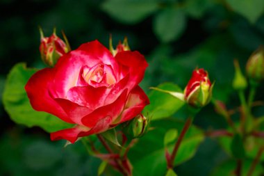 Tam çiçeği kokulu gül