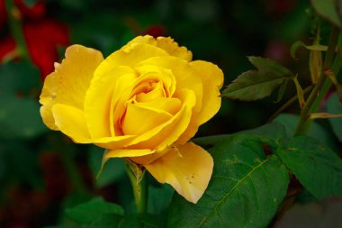 Tam çiçeği kokulu gül